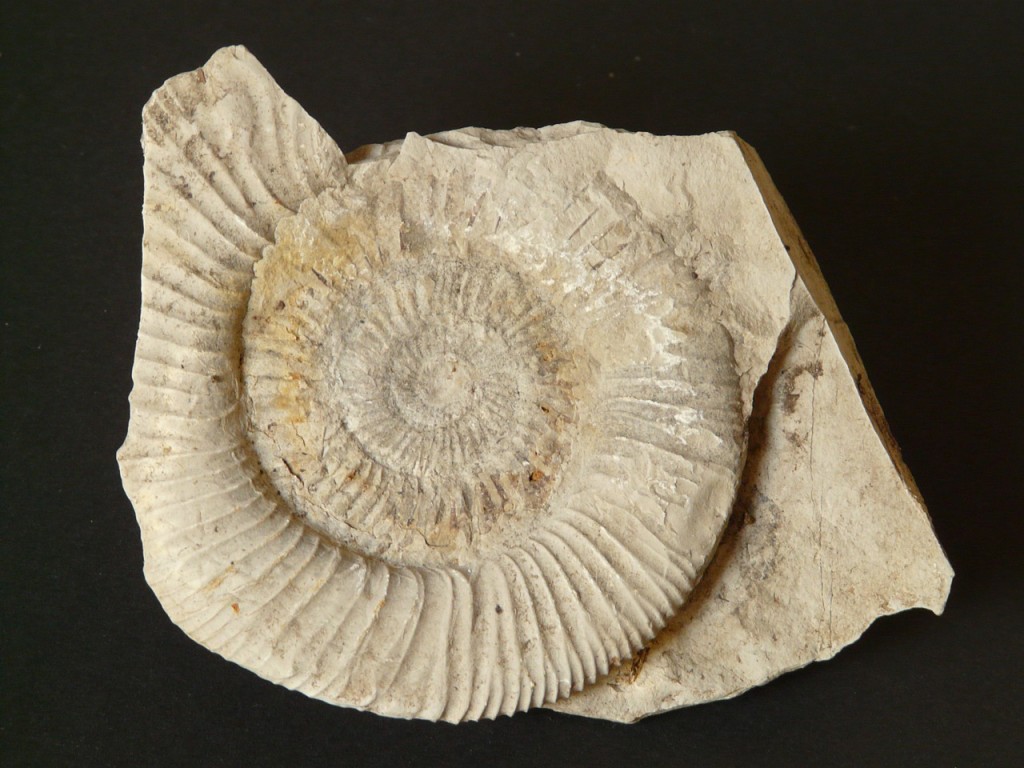 Hunting The Past In Pennsylvania: Places to Find Fossils
