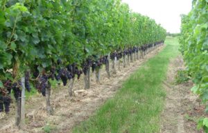 Merlot_grapes_in_Bourg_vineyard